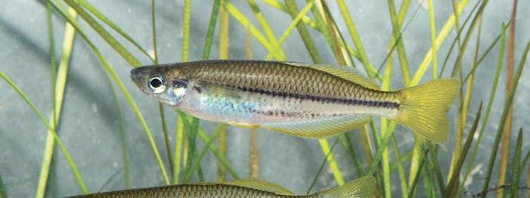 Rainbowfish swim among reeds