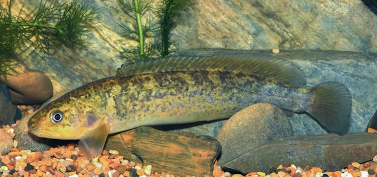 Australia's smallest fish among 22 at risk of extinction within two decades