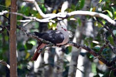 Rare pink pigeon. Peter Hatch/EPA