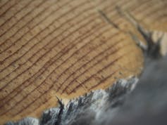 Close-up of bristlecone pine tree rings.