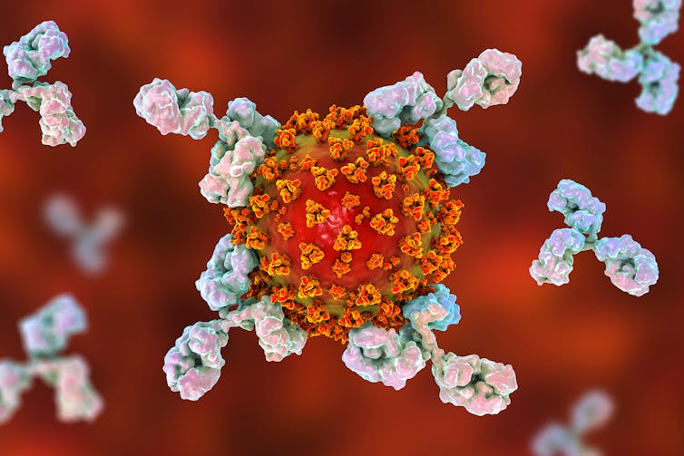 Antibodies attacking a coronavirus.