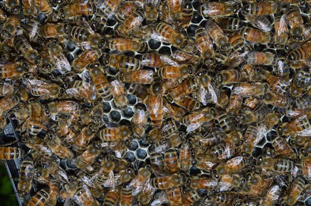 honey bees closely packed together inside a hive. 