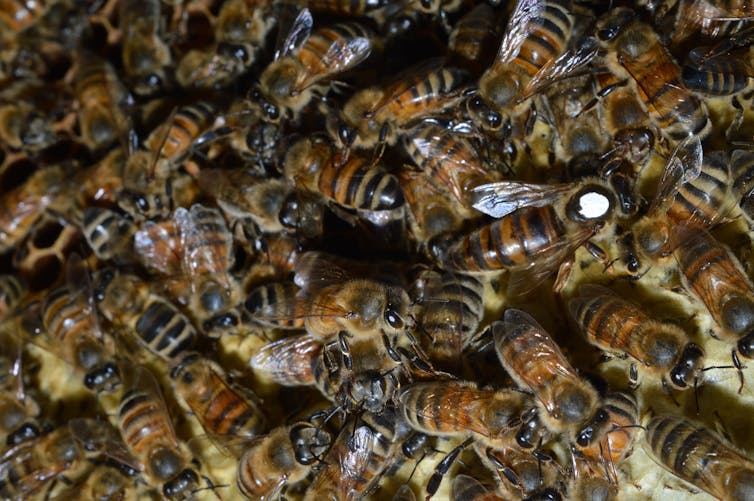 Honey bees can't practice social distancing, so they stay healthy in close quarters by working together