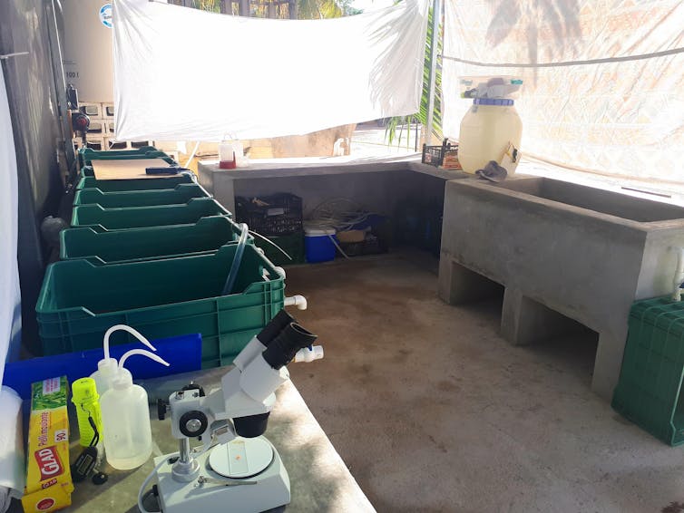 A laboratory interior with water-filled crates and a microscope.