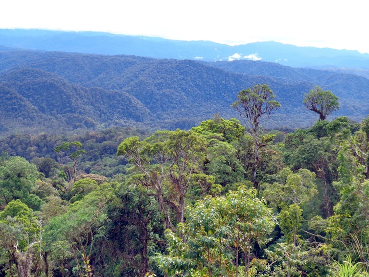 Looking down on the jungles of Papua New Guinea