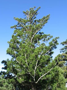 The high hoop pine with thin branches and a full canopy