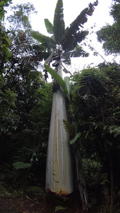 A giant banana tree with an umbrella-like canopy and a thick trunk towers in a rainforest