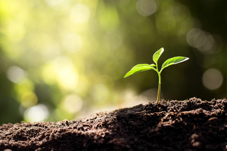 A seedling growing in soil