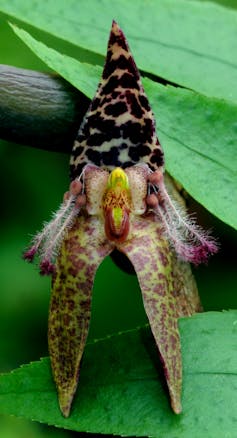 A close-up of a green orchid with pink blotches and furry leg-like bits