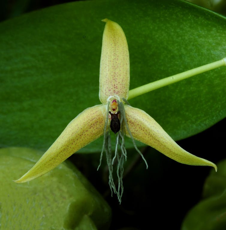 
A yellow flower with small brown spots and three appendages