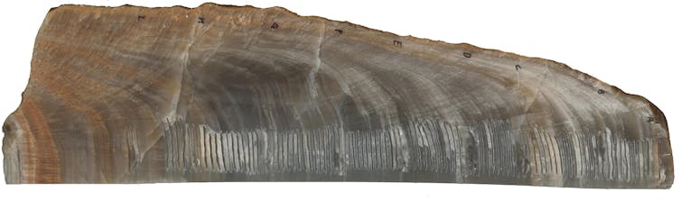 Close-up of an ancient stalagmite.