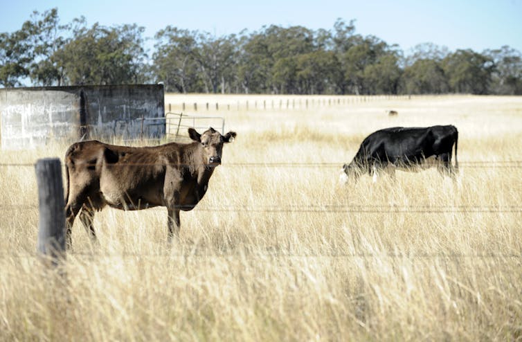 Beef cattle grazing in a field