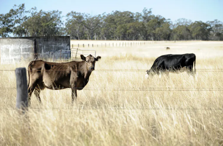Beef cattle grazing in a field