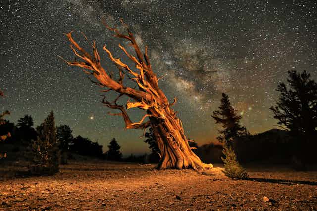 A bristlecone pine tree under a starry sky.