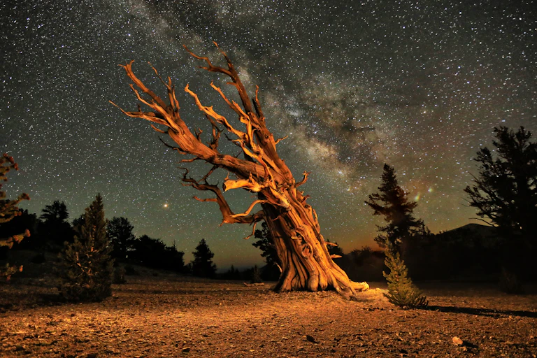 A bristlecone pine tree under a starry sky.