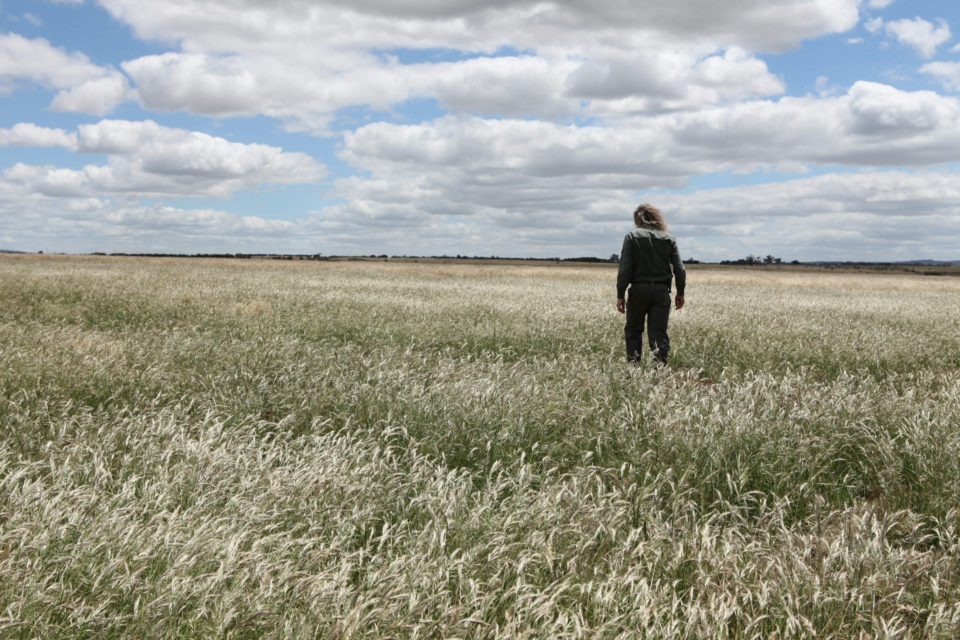 These historic grasslands are becoming a weed-choked waste. It could be one of the world's great parks