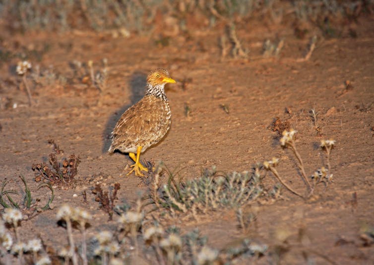 A small brown bird with a spotted neck walks on the ground