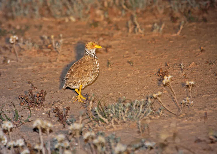 A small brown bird with a spotted neck walks on the ground