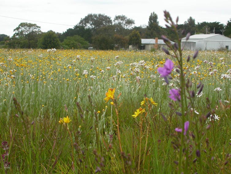 A purple flower grows in the foreground of lush grasslands