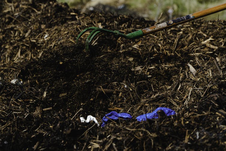 Person with a rake buries blue latex balloons in the compost