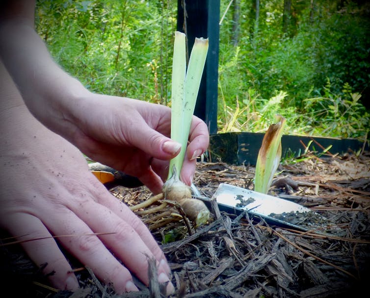 Hands working in soil and planting an iris.