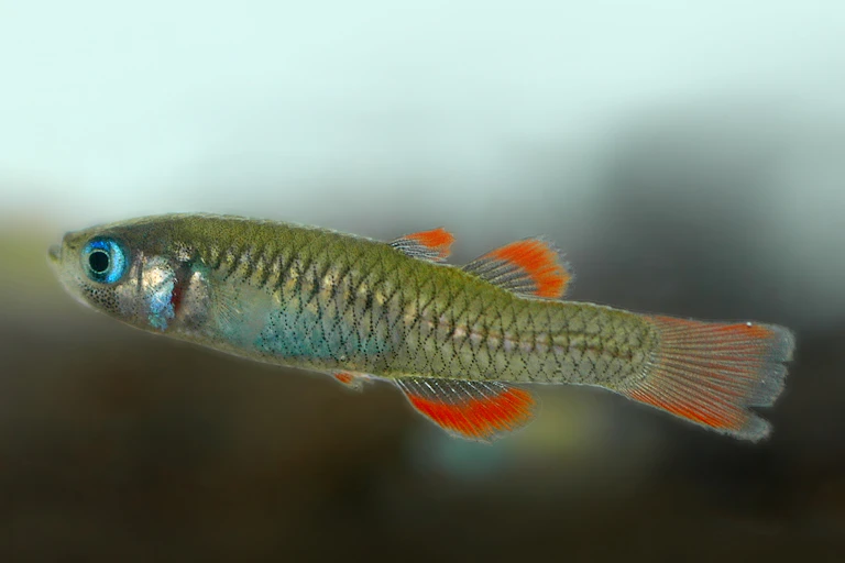 Close-up of the red-finned blue-eye, which has bright blue eyes and orange-fringed fins.