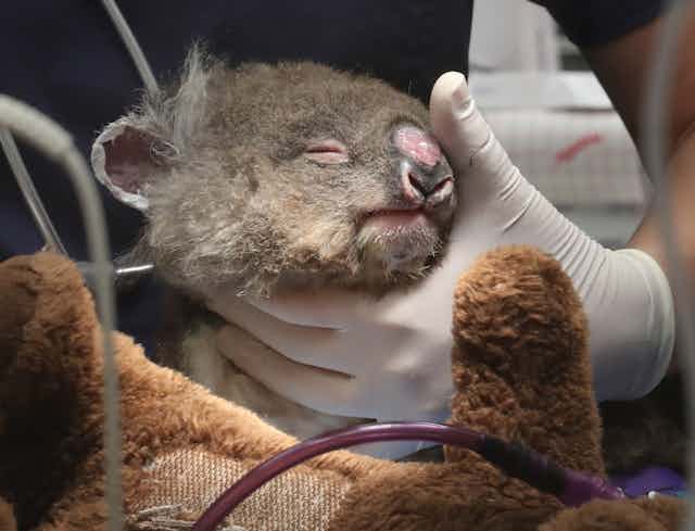 A young koala recovering from injuries is nursed.