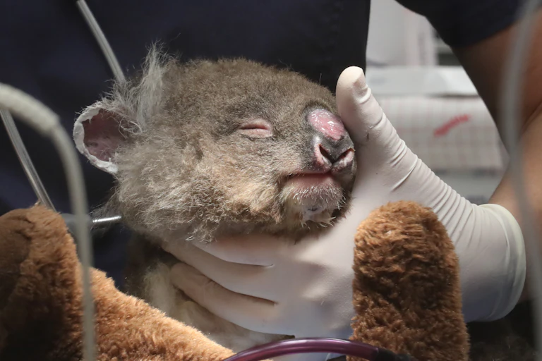 A young koala recovering from injuries is nursed.