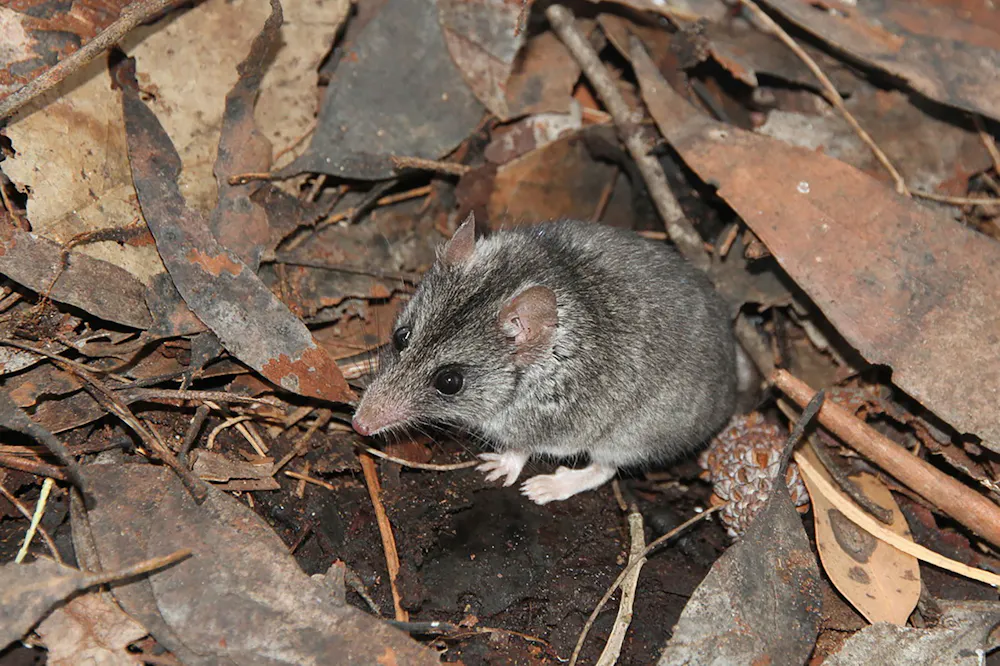 From Kangaroo Island to Mallacoota, citizen scientists proved vital to ...