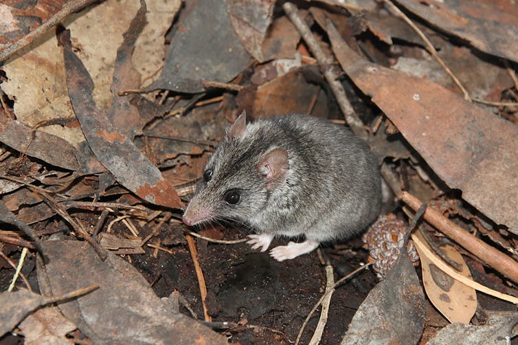 A mouse-sized Kangaroo Island dunnart is surrounded by leaves.