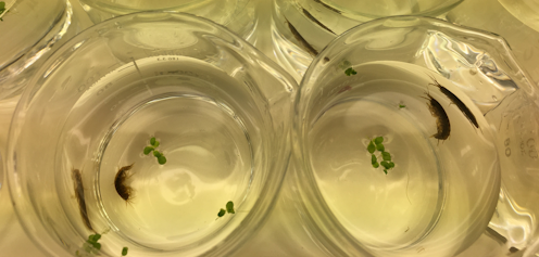 Los microplásticos están presentes en los océanos y mares y se ha demostrado su presencia en varias especies marinas. Sin embargo, sabemos relativamente poco acerca de lo que ocurre en ríos y lagos. No conocemos exactamente su origen, su destino ni –lo que es más importante– su impacto en las cadenas alimentarias.