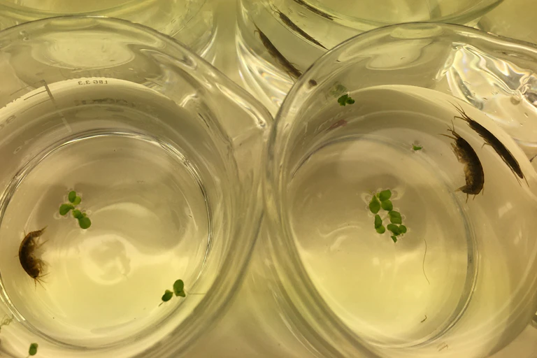 Ejemplares de Gammarus duebeni en el laboratorio