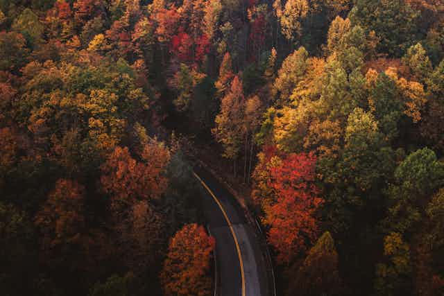 Road winding through autumnal forest.