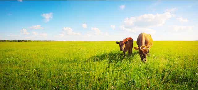 Una vaca y un ternero pastando en un campo verde.