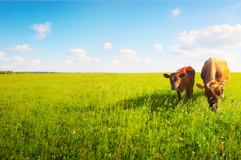 Una vaca y un ternero pastando en un campo verde.