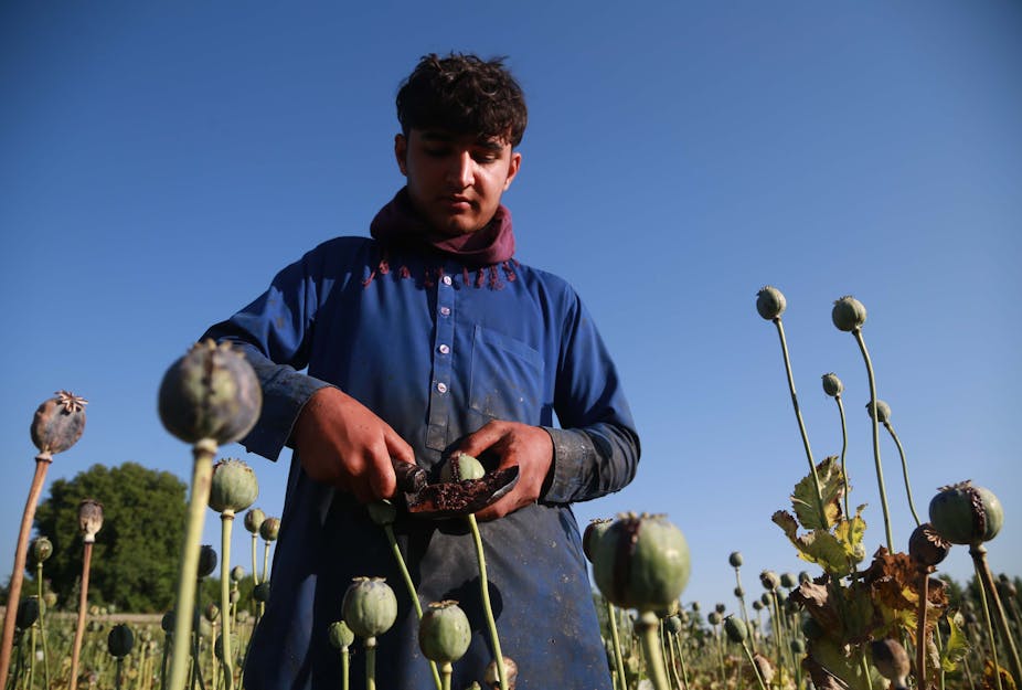 A man harvests raw opium from poppy buds in Afghanistan.