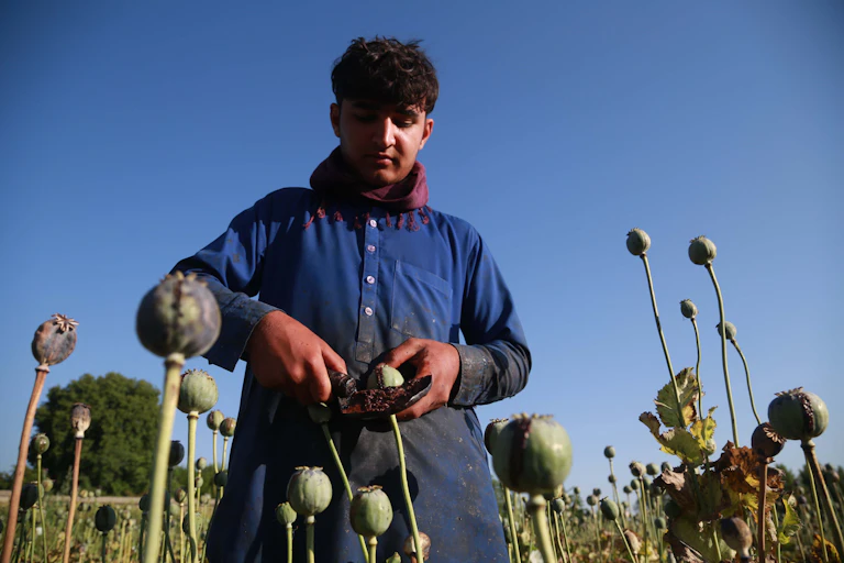 A man harvests raw opium from poppy buds in Afghanistan.