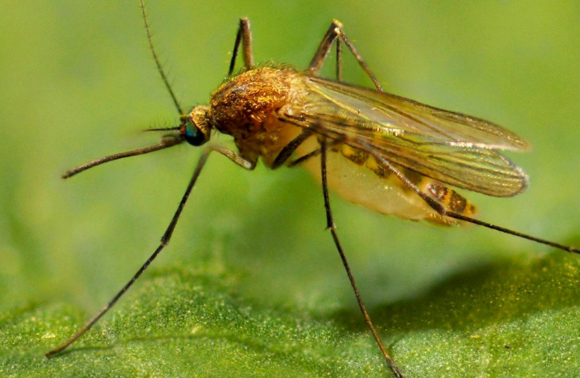 Caballos Y Mosquitos El Virus Del Valle Del Guadalquivir   File 20200813 16 1sqhisd 