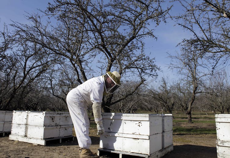 Beekeeper in protective suit check hives in a California almond orchard.