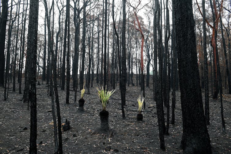 Three blackened stumps with bright green fronds unfurl among burnt trees.