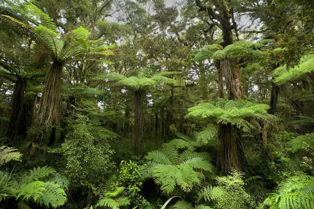 Tree ferns creating a lush green understory of a forest