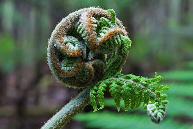 A shoot of the _Dicksonia antarctica_, ready to unfurl.