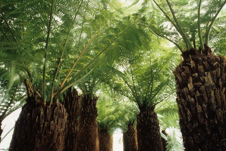 tall tree ferns with thick trunks.
