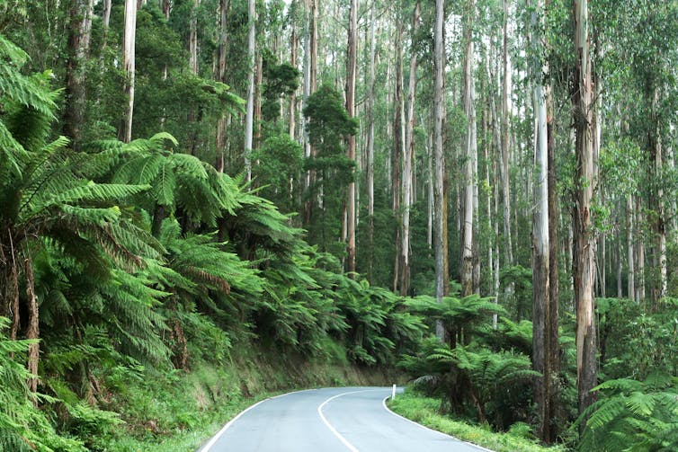 A road cuts through a forest with tree ferns either side