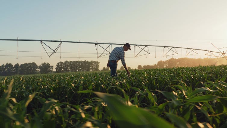 A farmer inspecting crops.