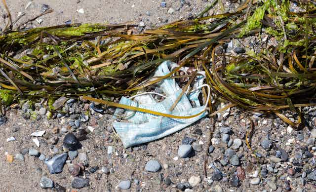 A surgical mask washed up with seaweed on a beach.
