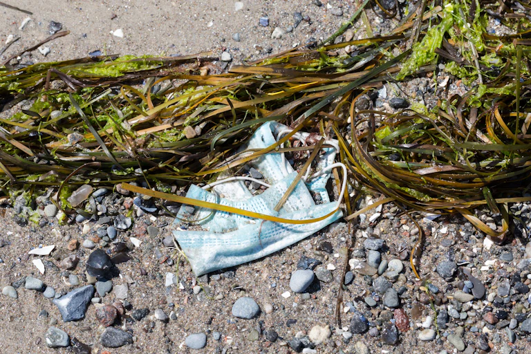 A surgical mask washed up with seaweed on a beach.
