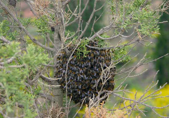 enjambre de abejas en un árbol.