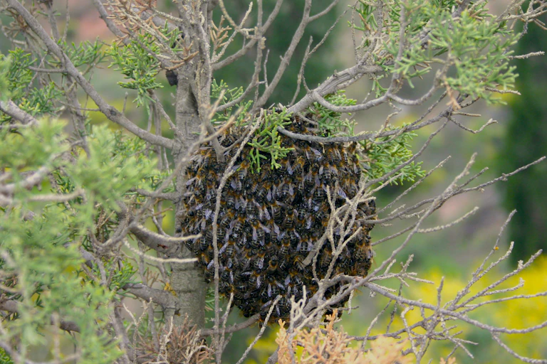 enjambre de abejas en un árbol.