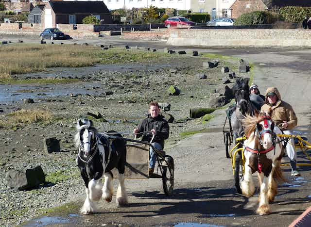 Bosham Harbour Gypsy Vanner horses pulling traps being driven by men 
